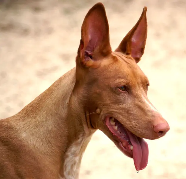 how much is a pharaoh hound